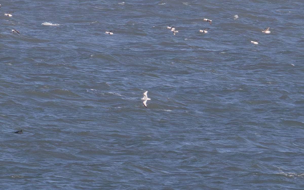 Black-legged Kittiwake - ML646713688