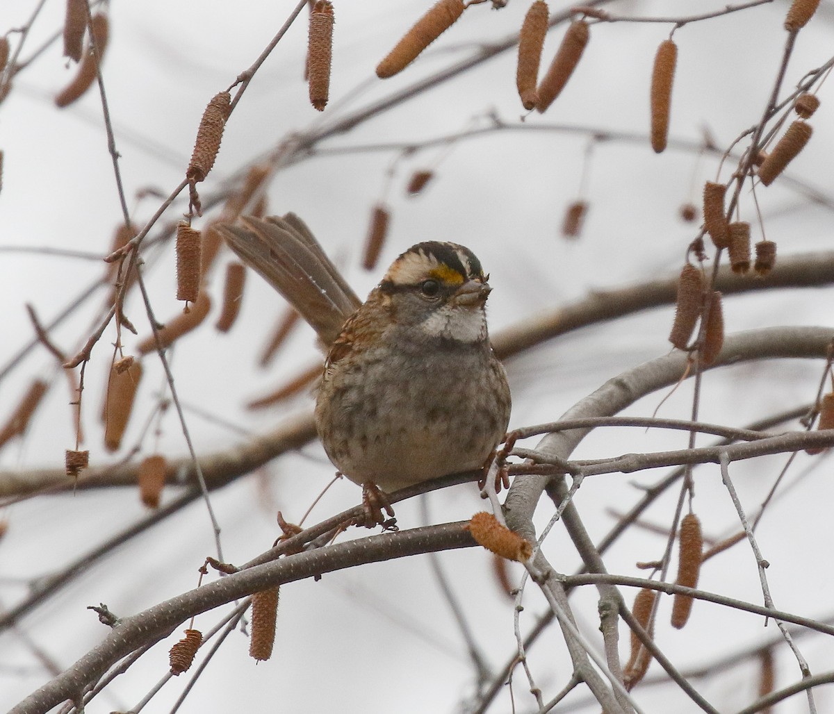 Белогорлая зонотрихия - ML646713690