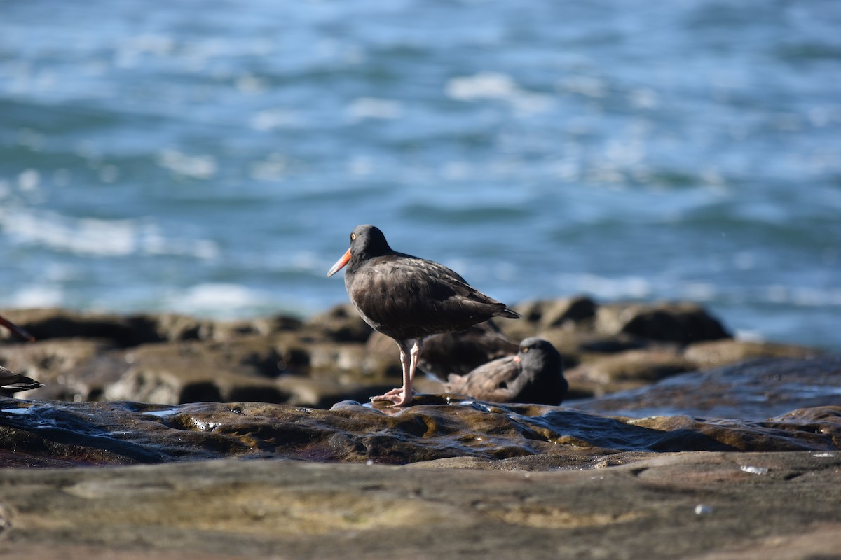 Ostrero Negro Norteamericano - ML646713709