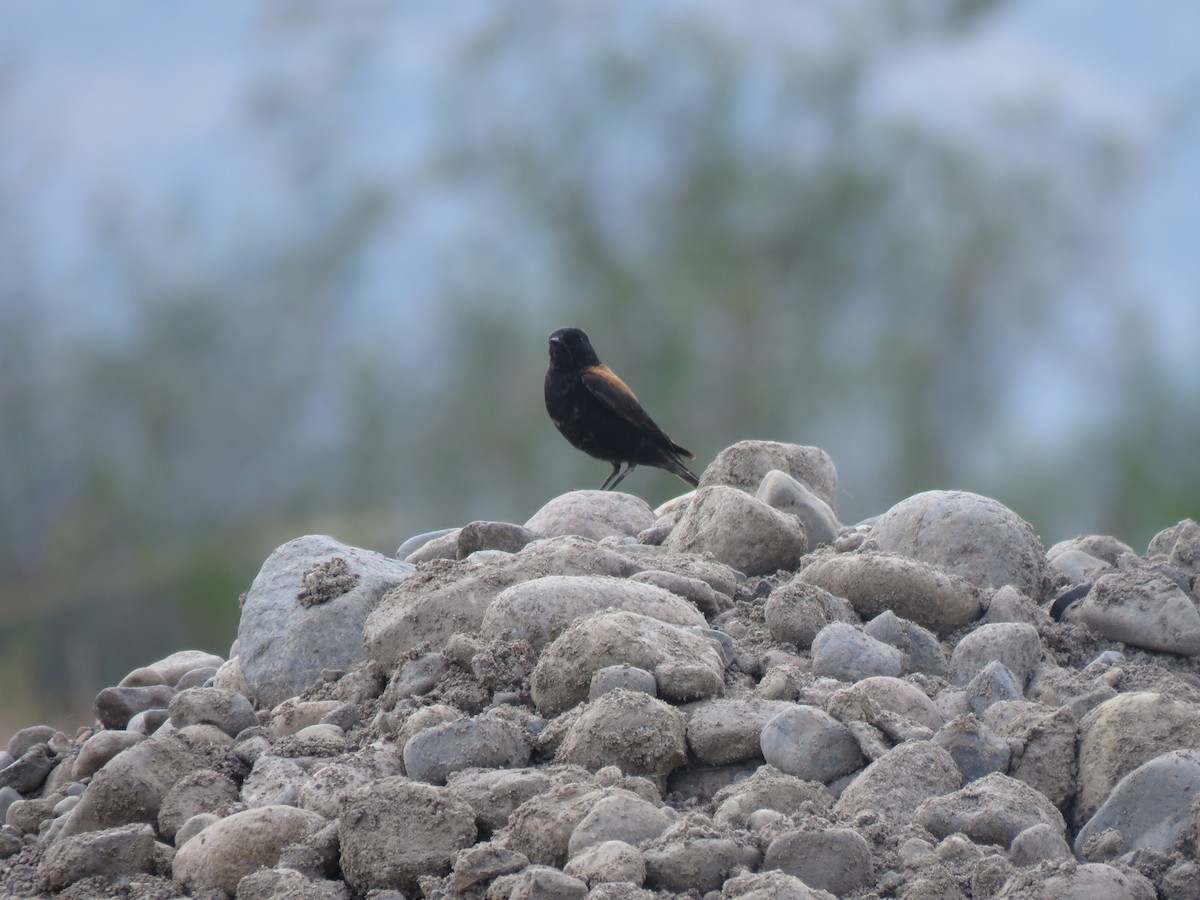 Austral Negrito - ML646713713