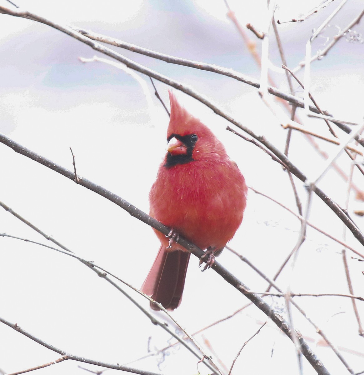 Красный кардинал - ML646713718