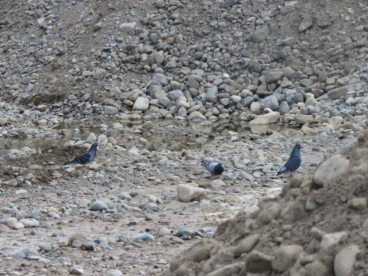 holub skalní (domácí) - ML646713724