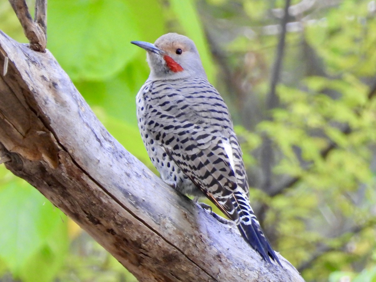 Northern Flicker (Red-shafted) - ML646713725