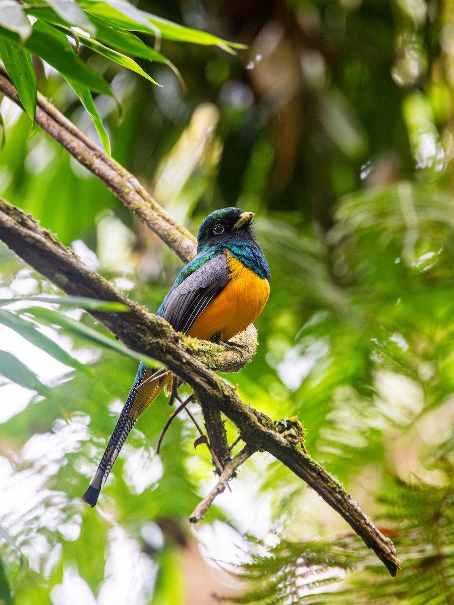 Atlantic Black-throated Trogon - ML646713727