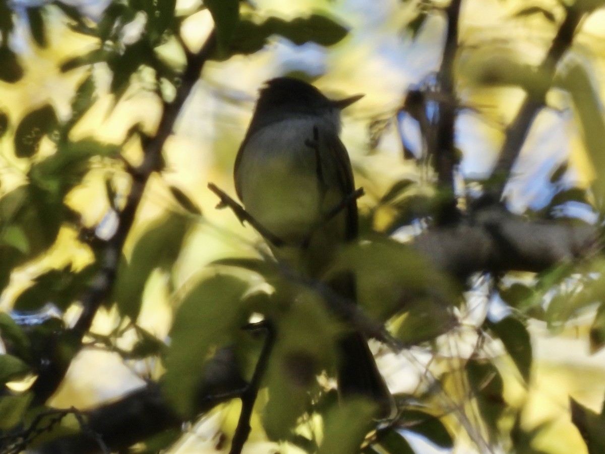 Dusky-capped Flycatcher - ML646713728
