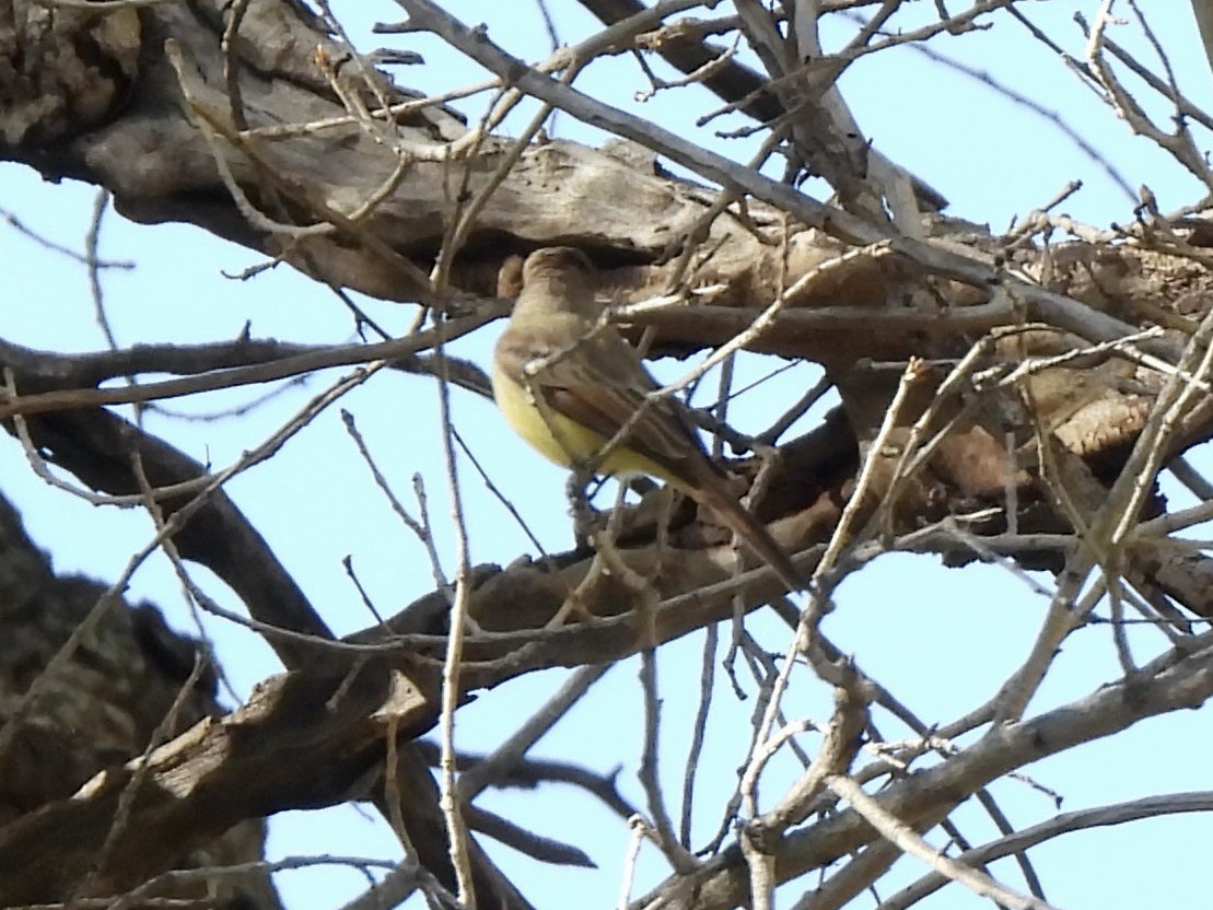 Dusky-capped Flycatcher - ML646713729