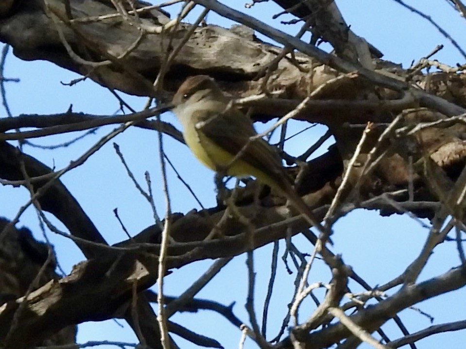 Dusky-capped Flycatcher - ML646713730