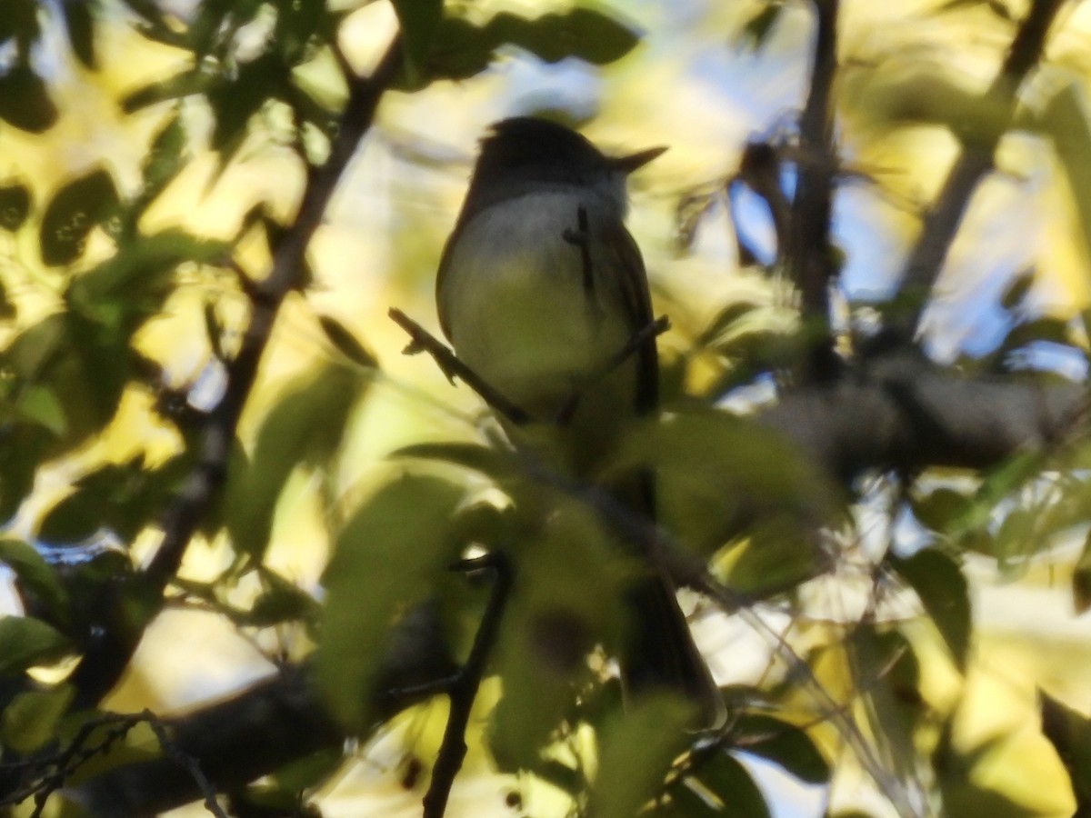 Dusky-capped Flycatcher - ML646713731