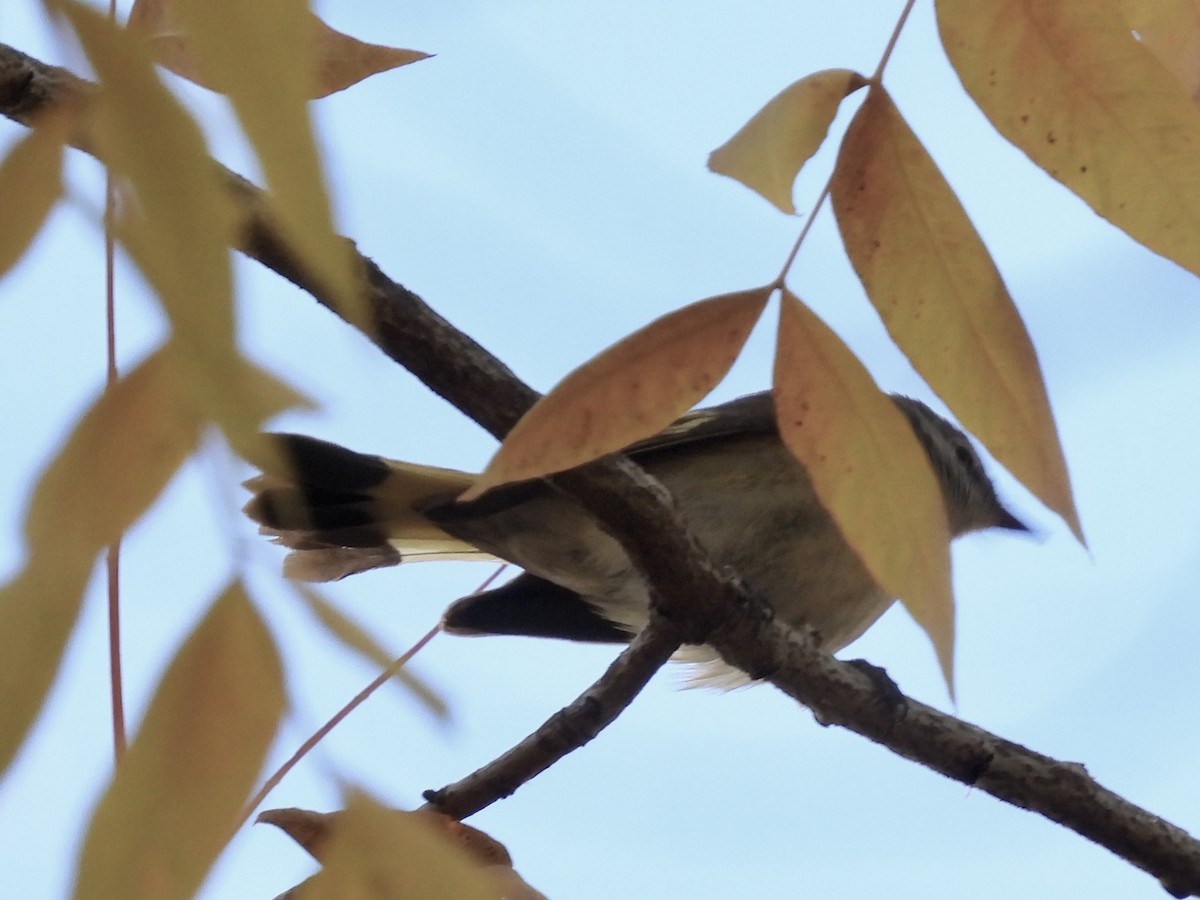 American Redstart - ML646713741