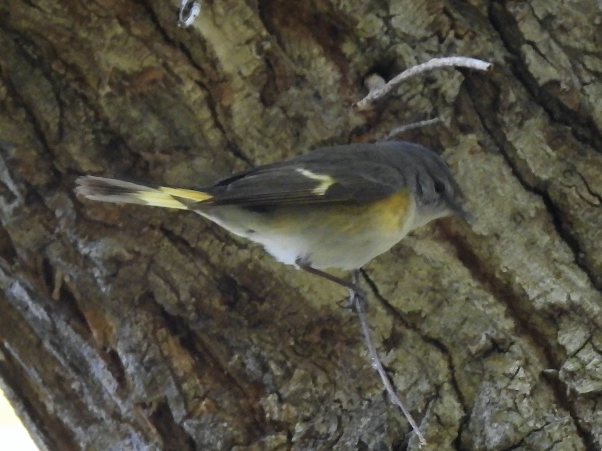 American Redstart - ML646713742