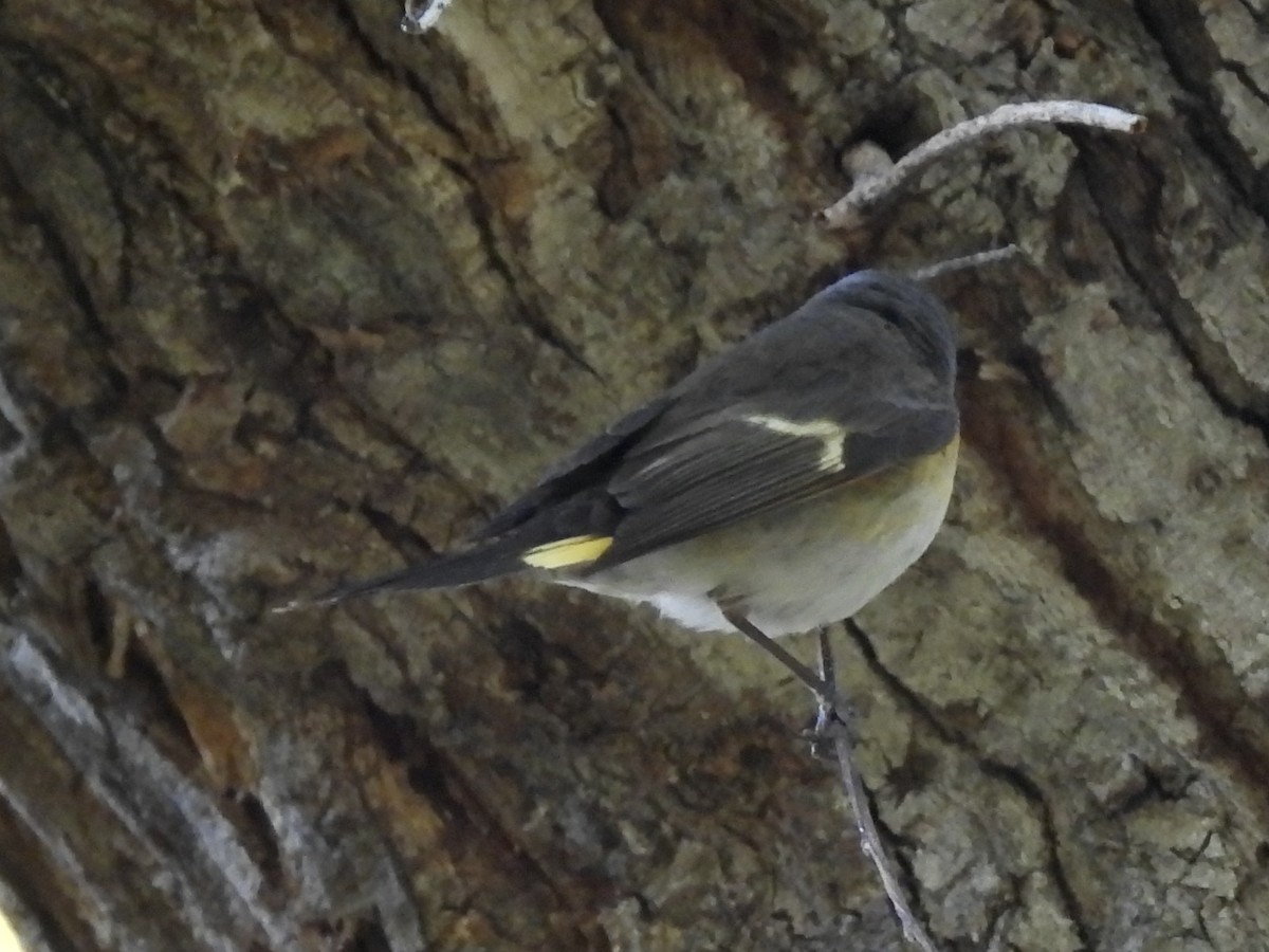 American Redstart - ML646713743