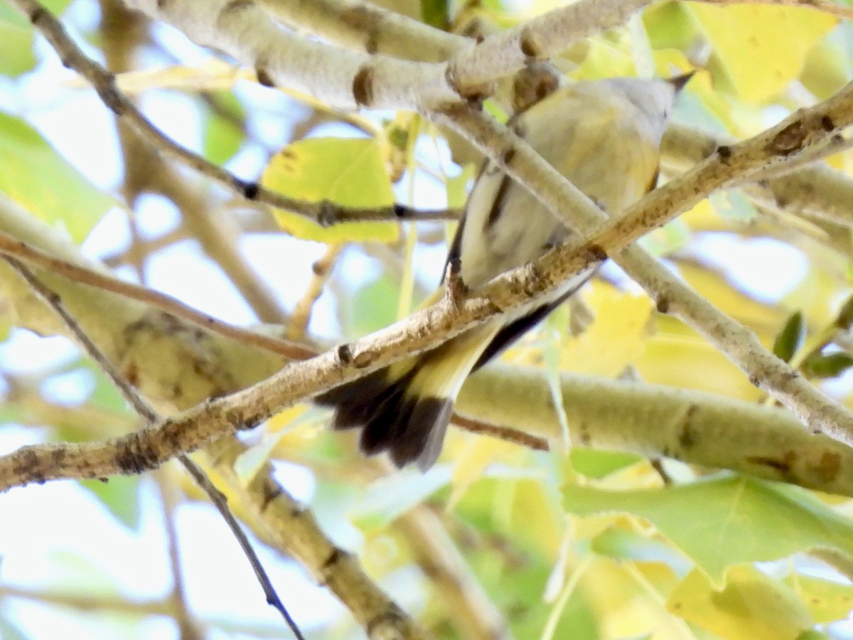 American Redstart - ML646713744