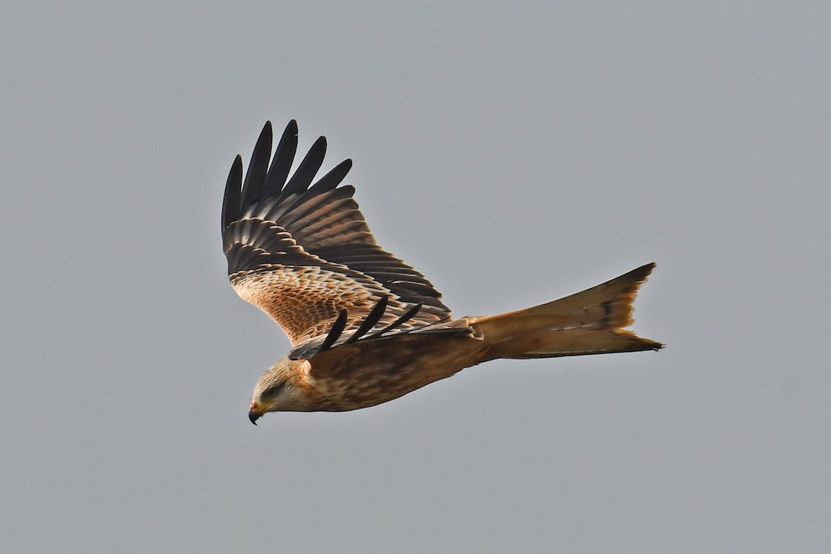 Red Kite - ML646713745
