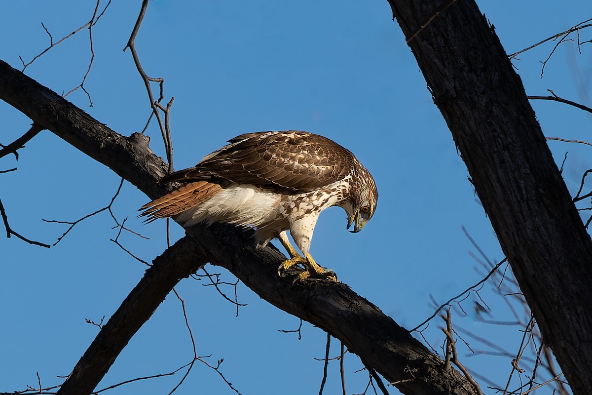 Red-tailed Hawk - ML646713747