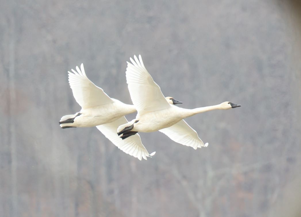 Tundra Swan - ML646713748