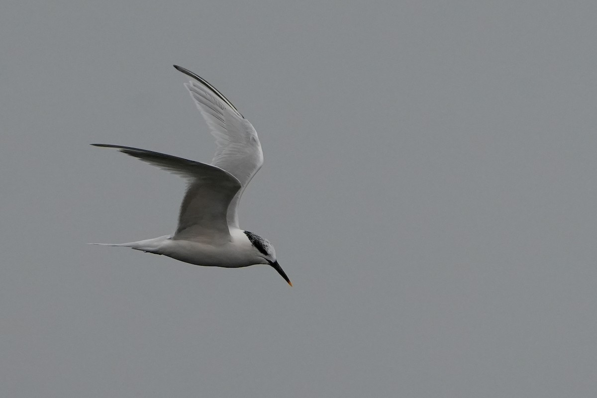 splitterne - ML646713751