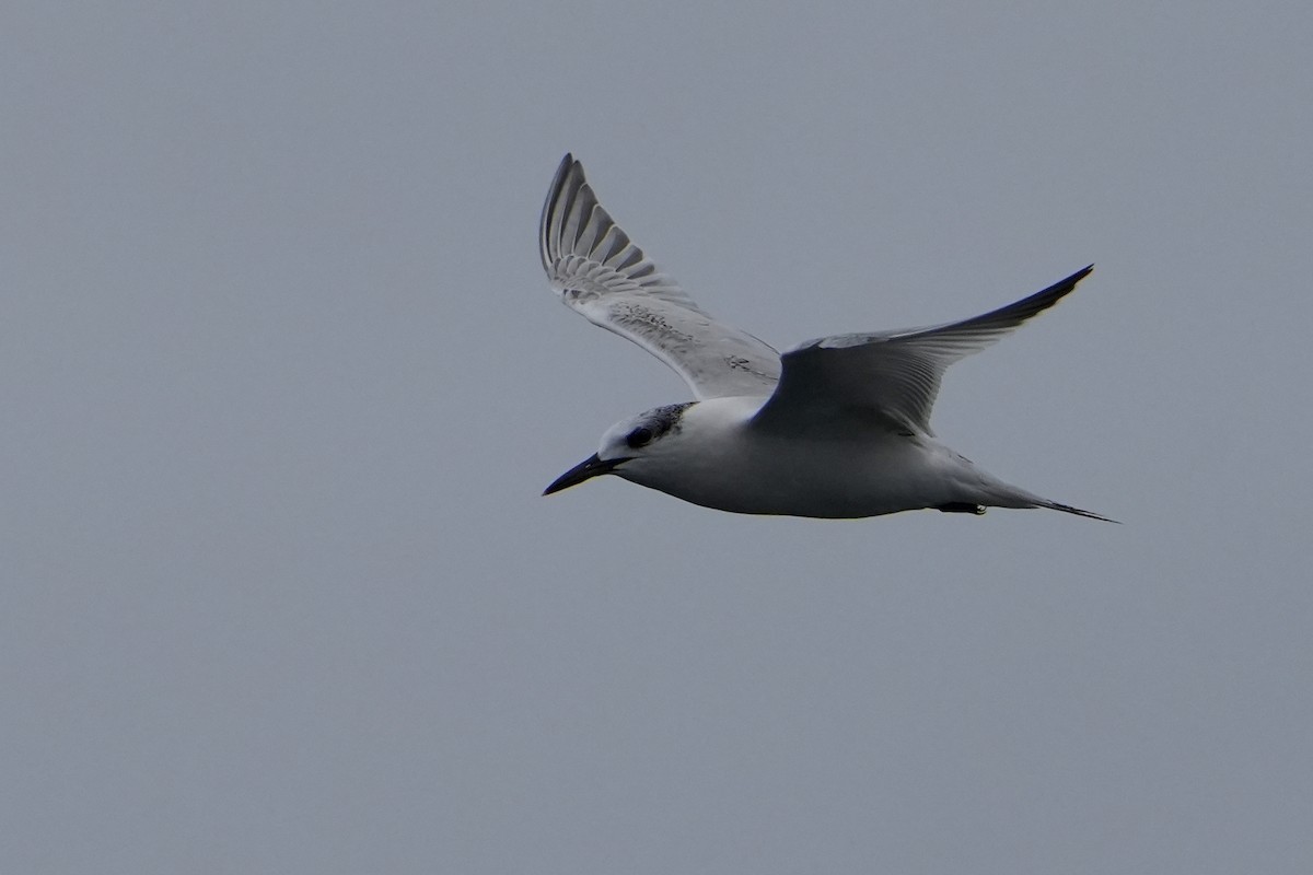 splitterne - ML646713752