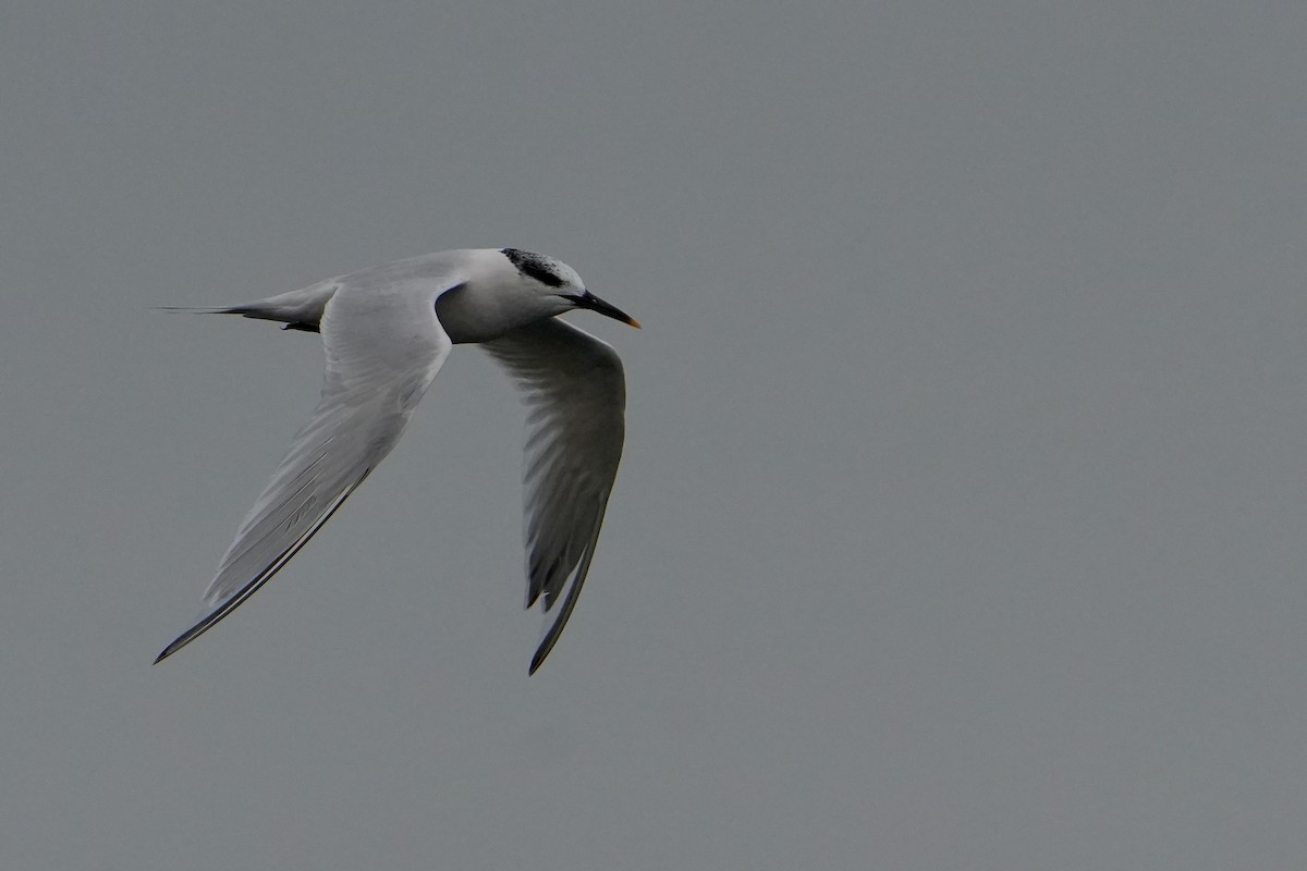 splitterne - ML646713755