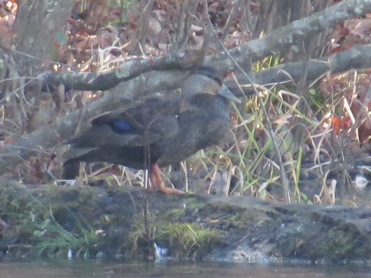 American Black Duck - ML646713757