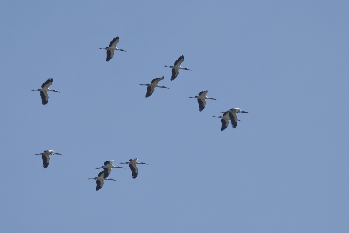 Wood Stork - ML646713759