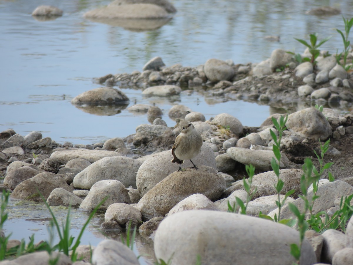 Austral Negrito - ML646713763