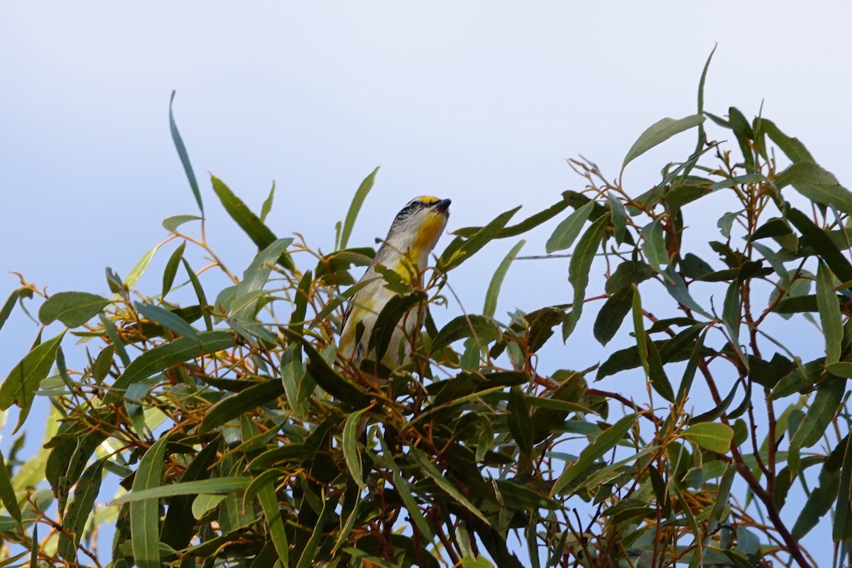 Striated Pardalote - ML646713764