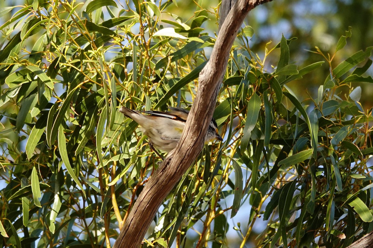 Striated Pardalote - ML646713765