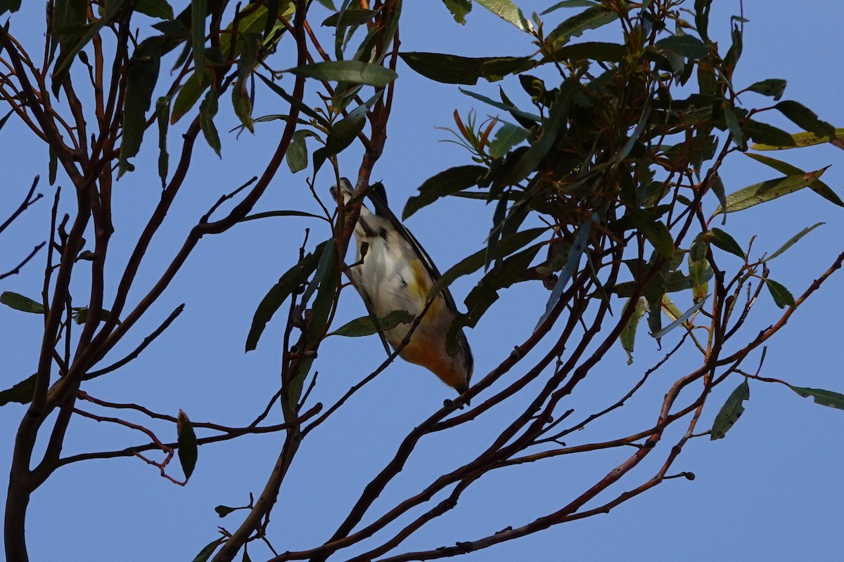 Striated Pardalote - ML646713766