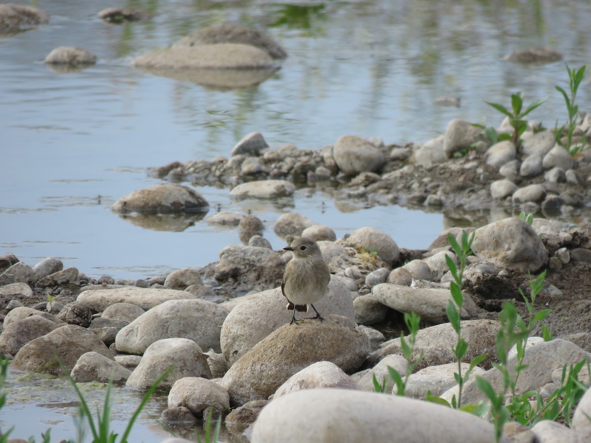 Austral Negrito - ML646713767