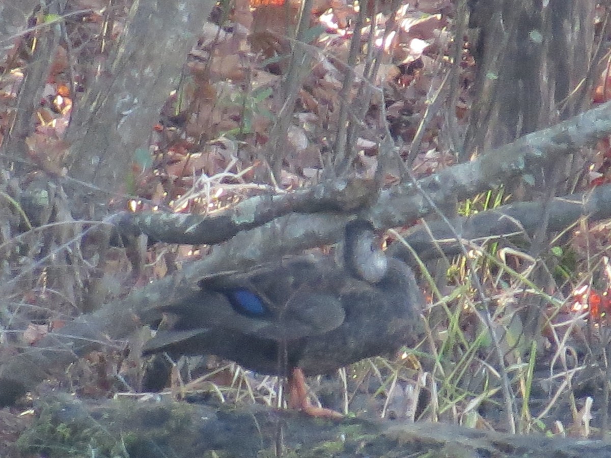 American Black Duck - ML646713775