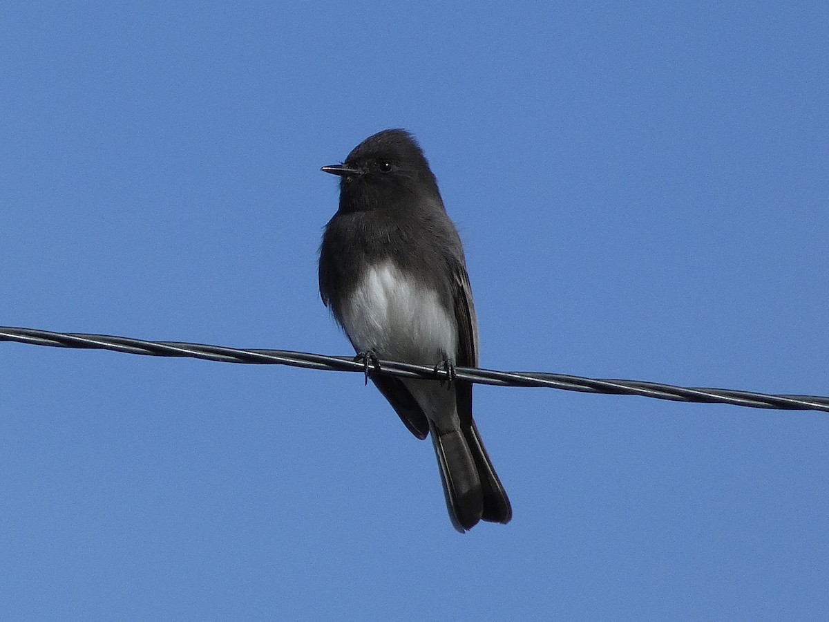 Schwarzkopf-Phoebetyrann - ML646713778