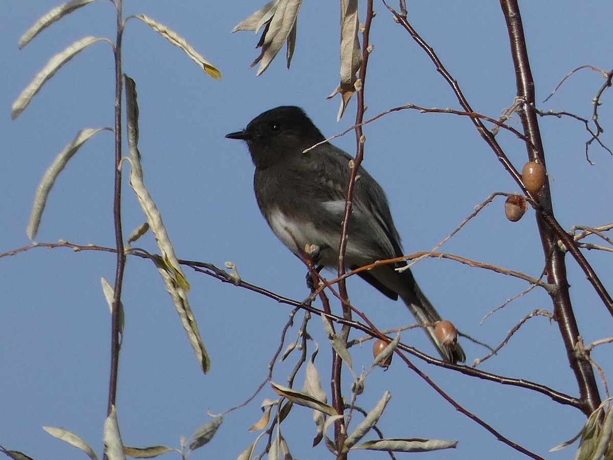 Schwarzkopf-Phoebetyrann - ML646713779