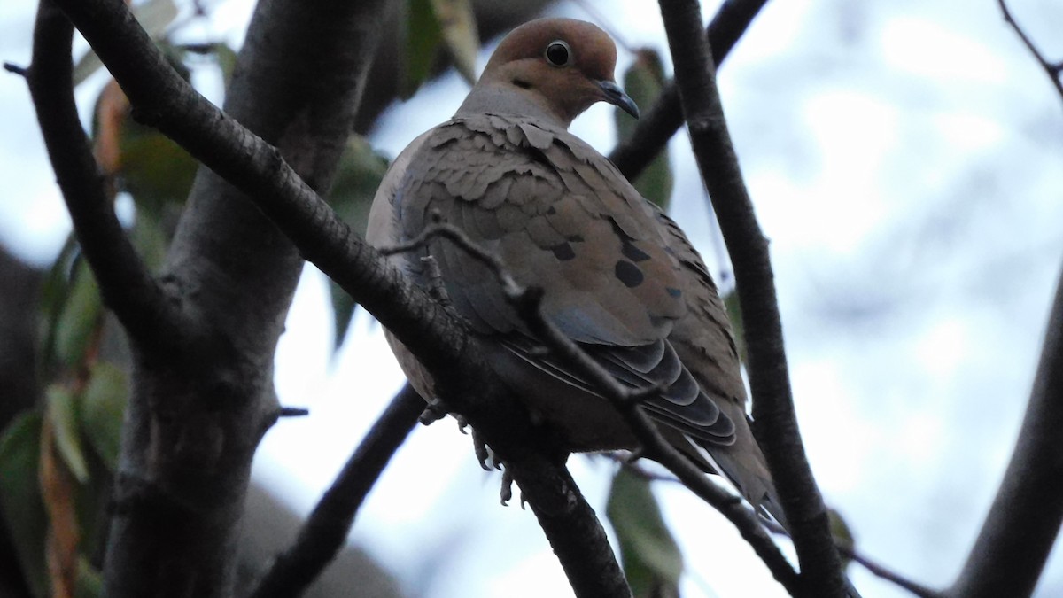 Mourning Dove - ML646713781