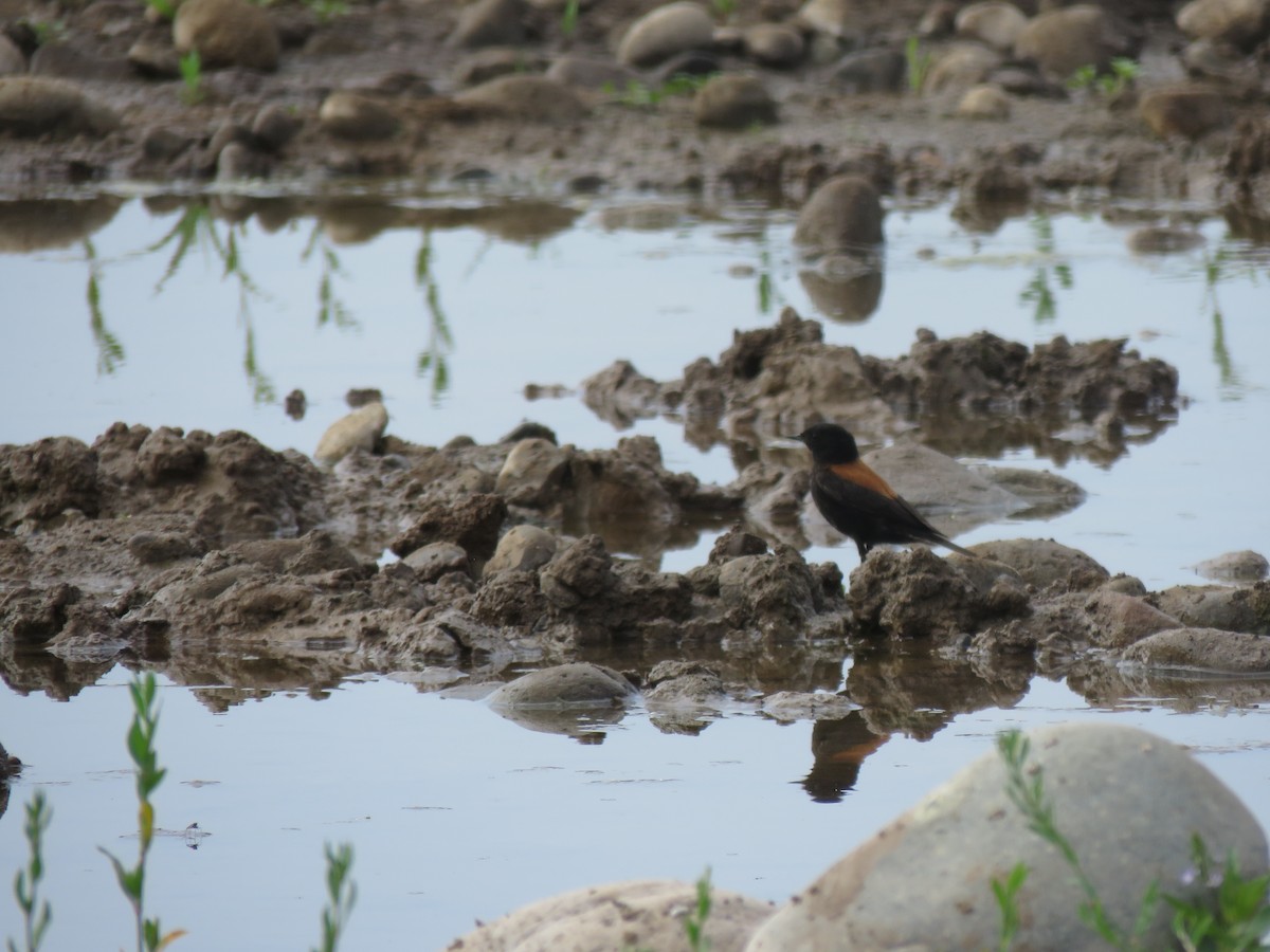 Austral Negrito - ML646713783