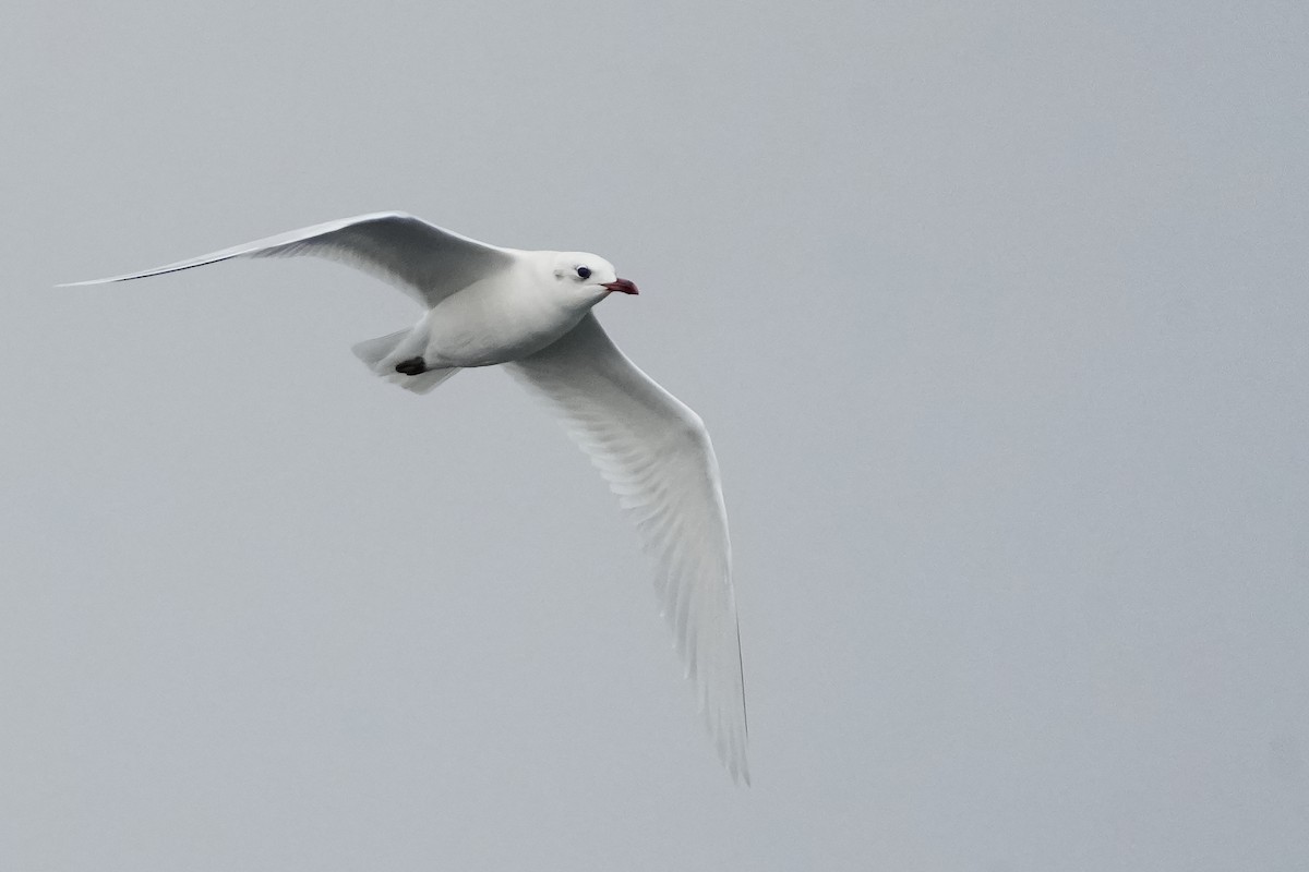 Mediterranean Gull - ML646713785