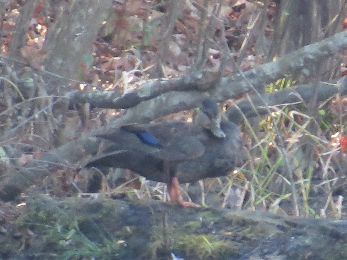 American Black Duck - ML646713786