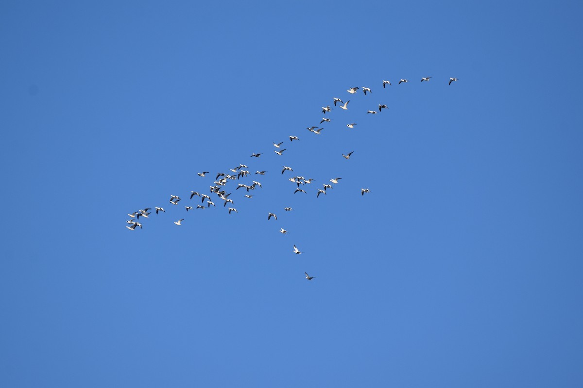 Oca delle nevi - ML646713787