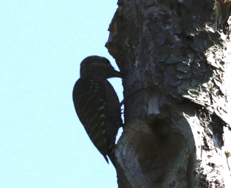 White-spotted Woodpecker - ML646713791