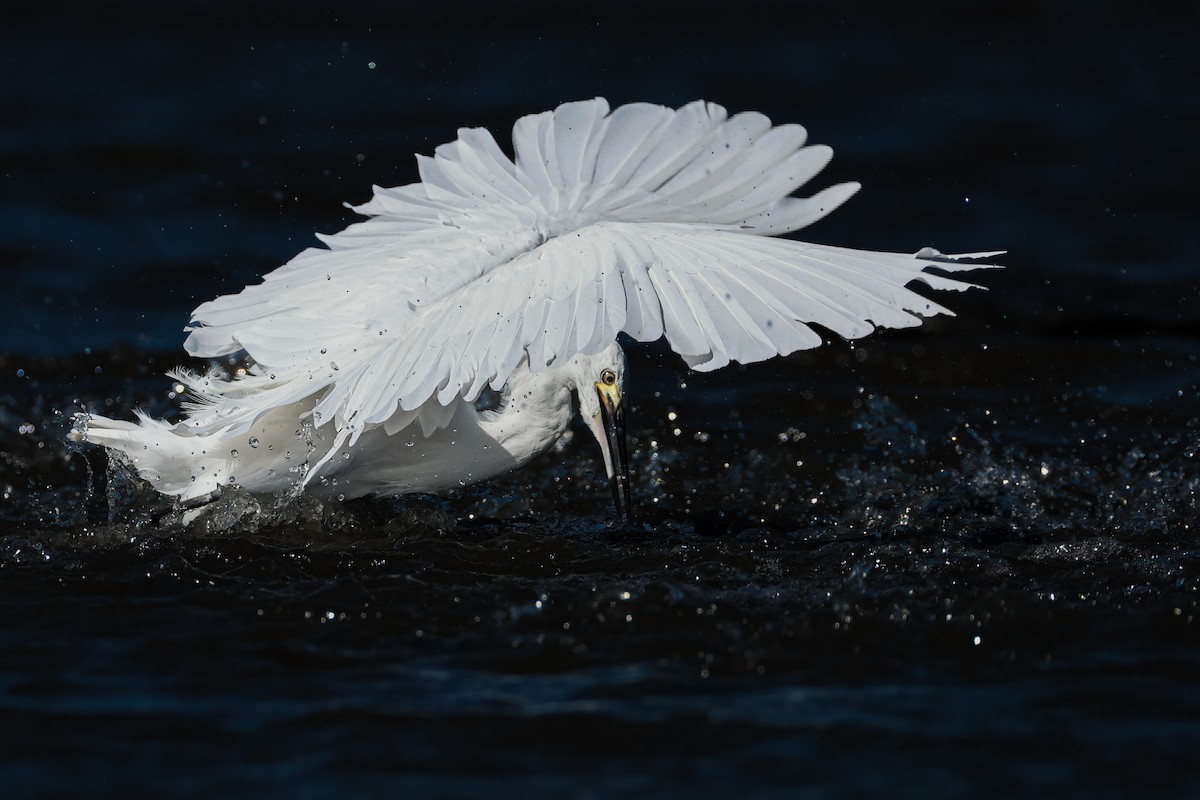 Little Egret - ML646713795
