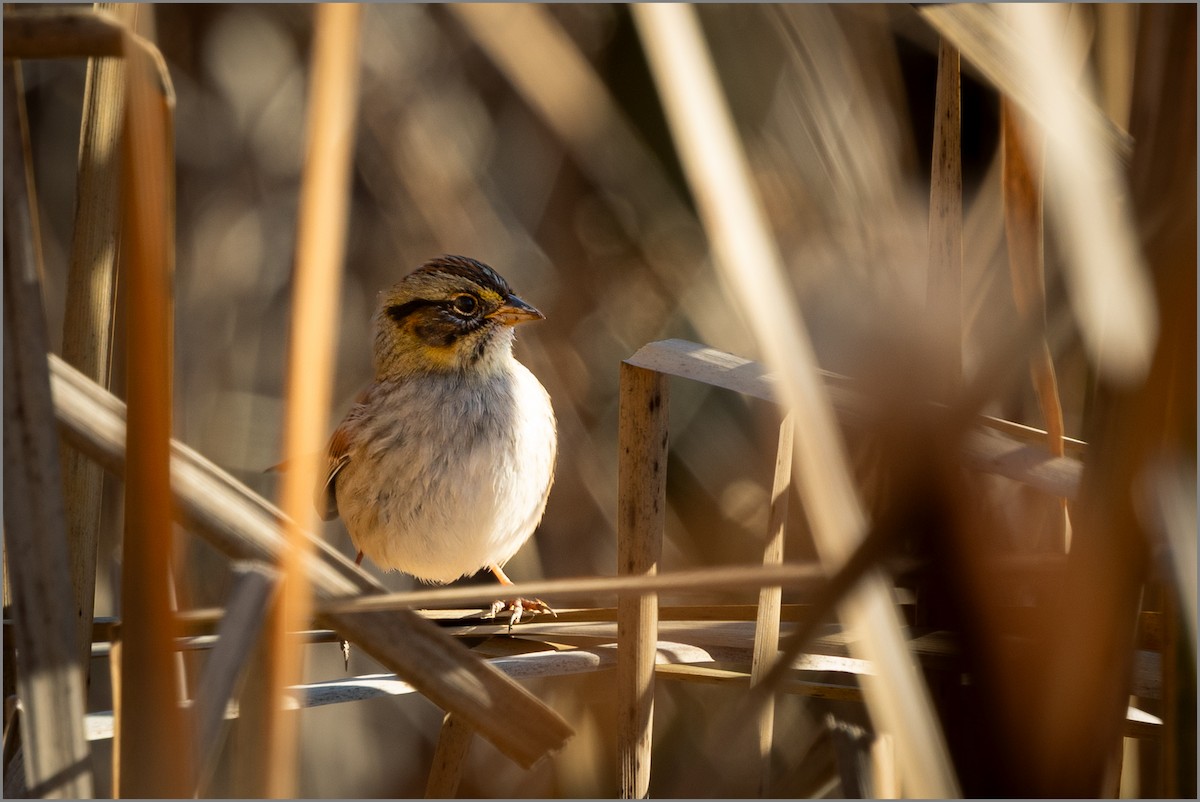 White-throated Sparrow - ML646713799