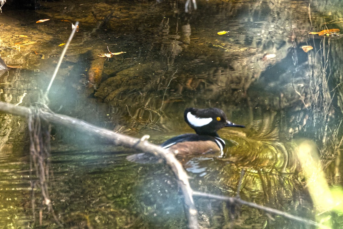 Hooded Merganser - ML646713800