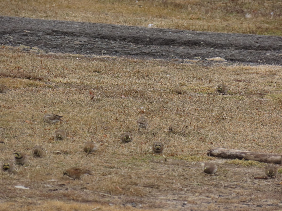 Horned Lark - ML646713807