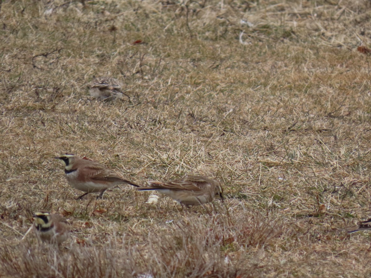 Horned Lark - ML646713808