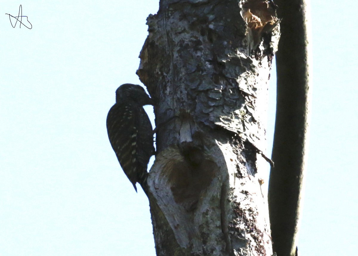 White-spotted Woodpecker - ML646713816