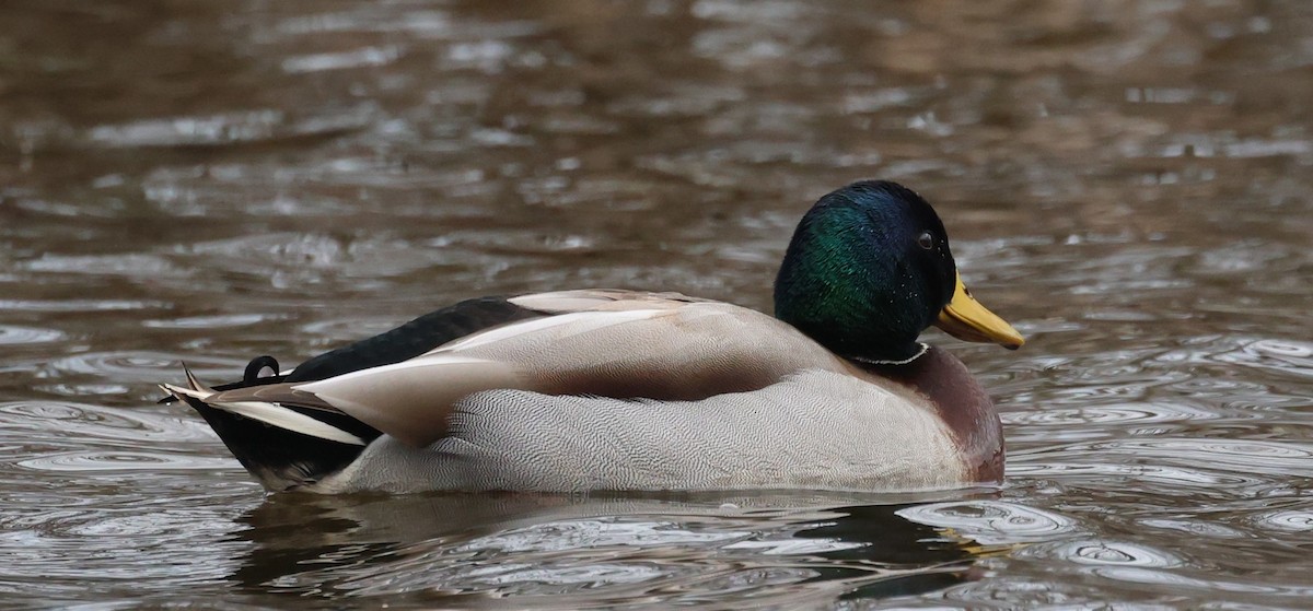 Basahatea - ML646713817