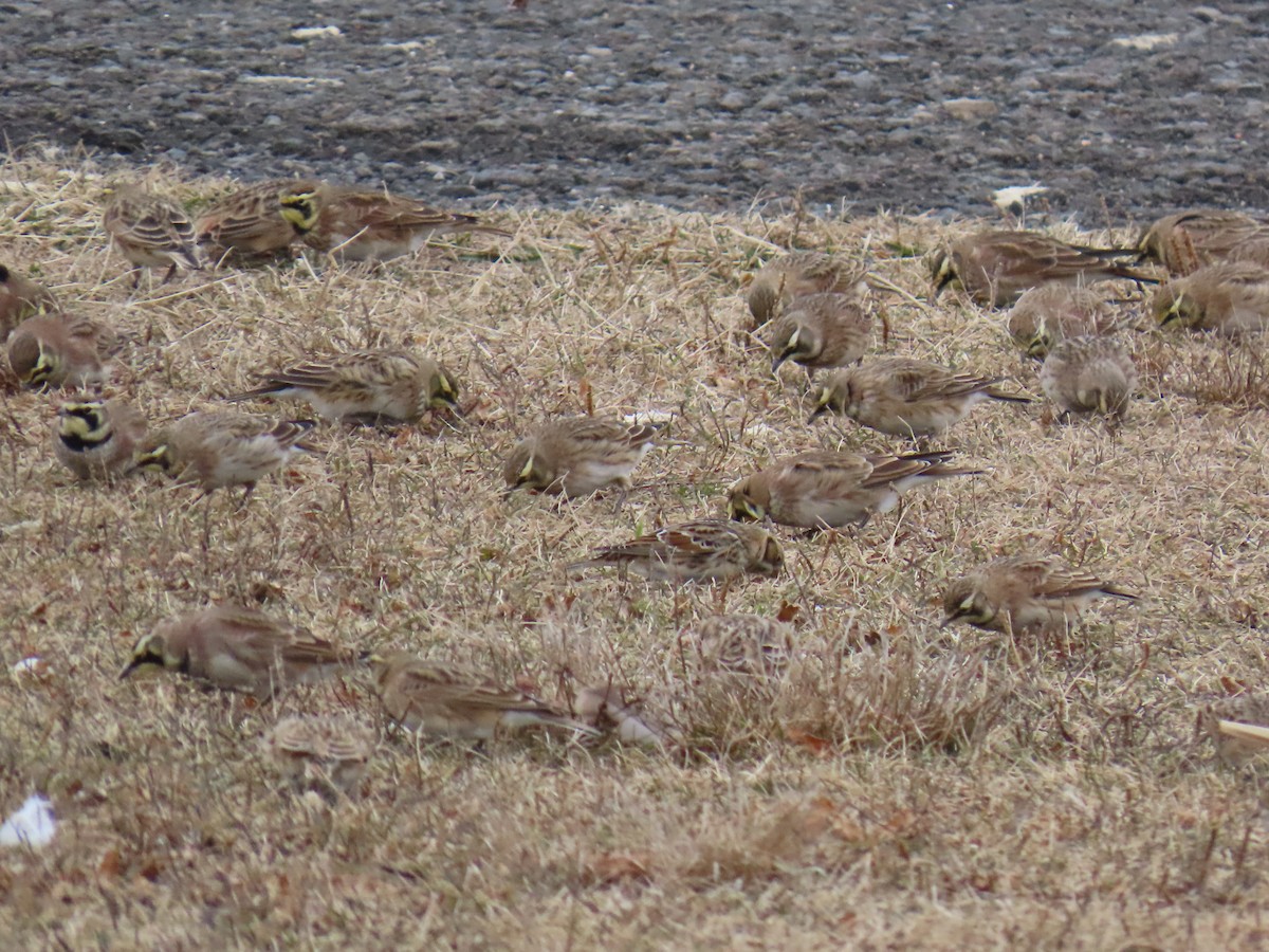 Horned Lark - ML646713822