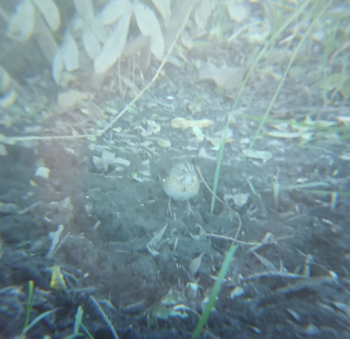 Lincoln's Sparrow - ML646713824