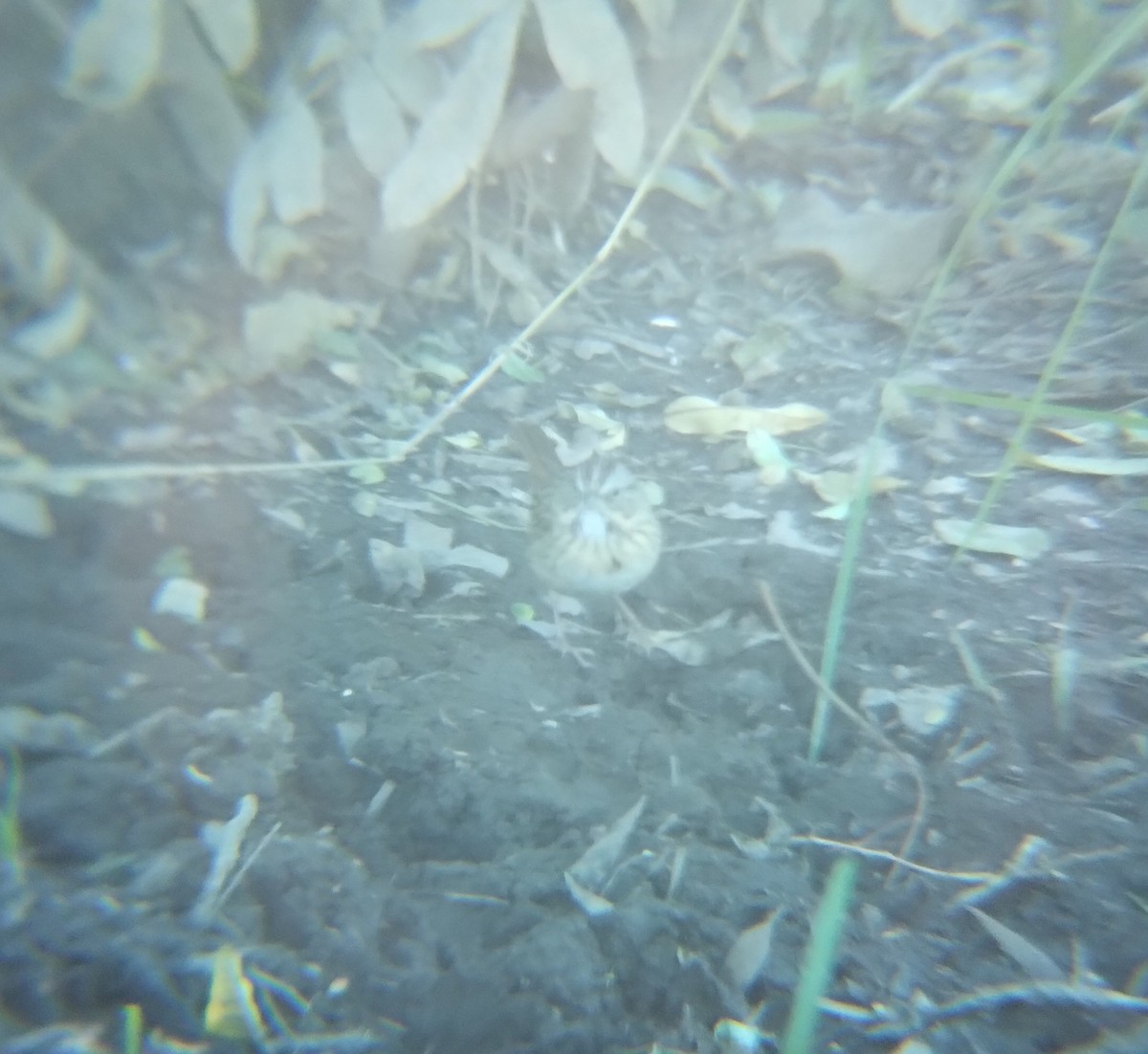 Lincoln's Sparrow - ML646713825