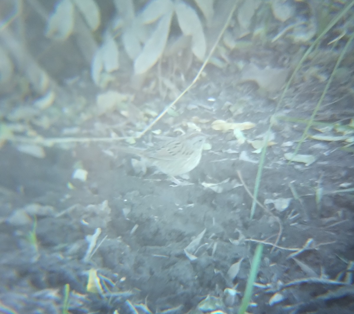 Lincoln's Sparrow - ML646713826