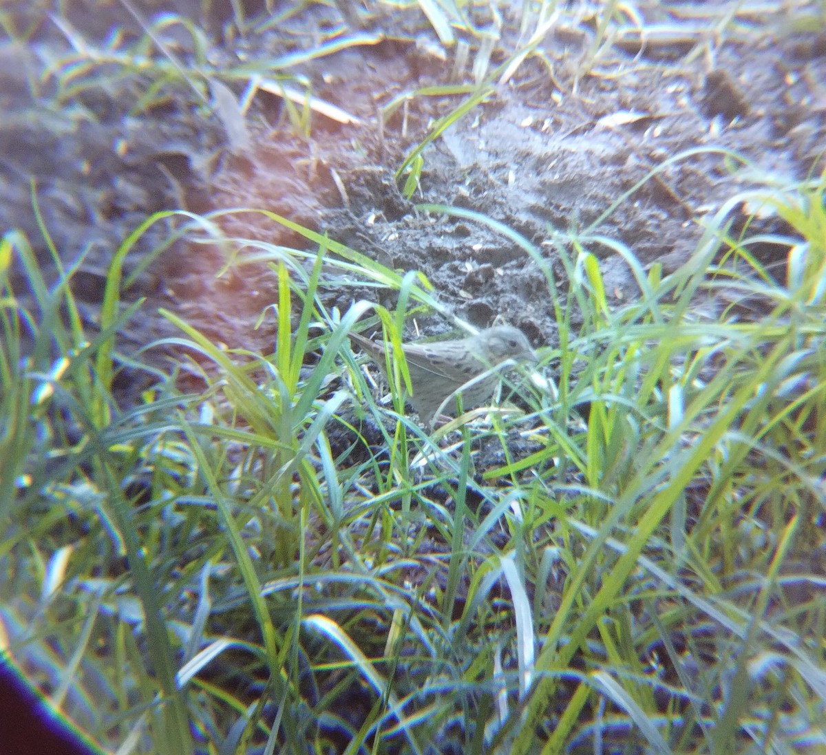 Lincoln's Sparrow - ML646713827